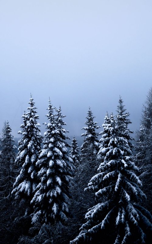 Зима в лесу