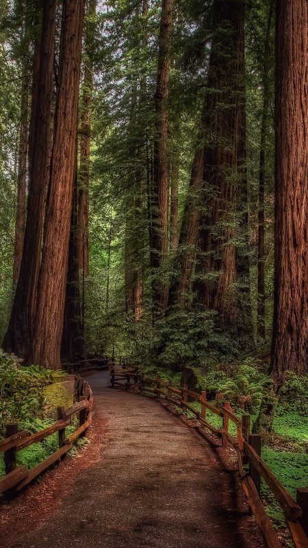 Красивый вид на лес