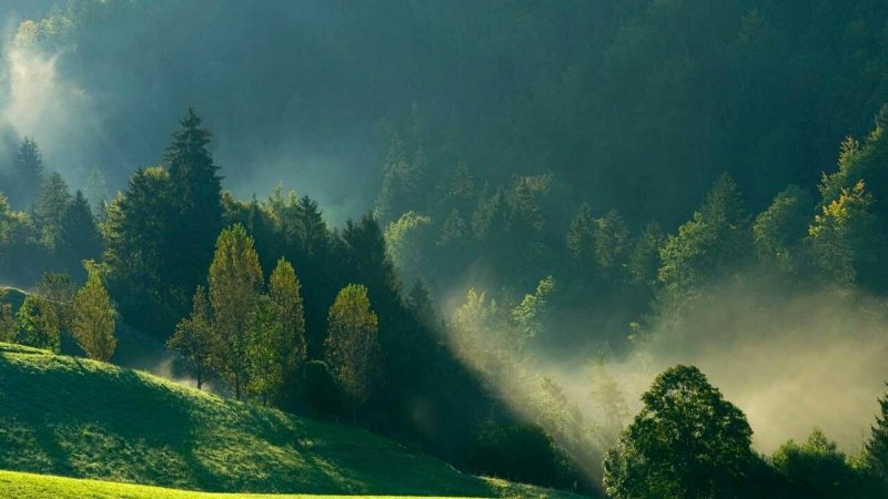 Туманный лес