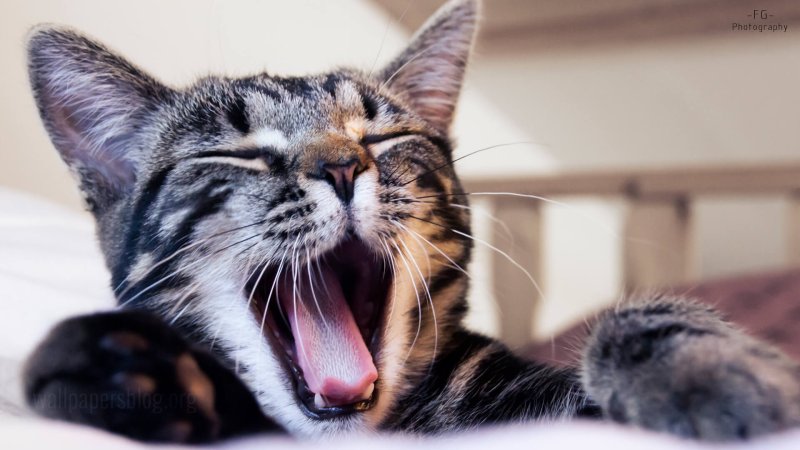 Обои на рабочий стол кошки