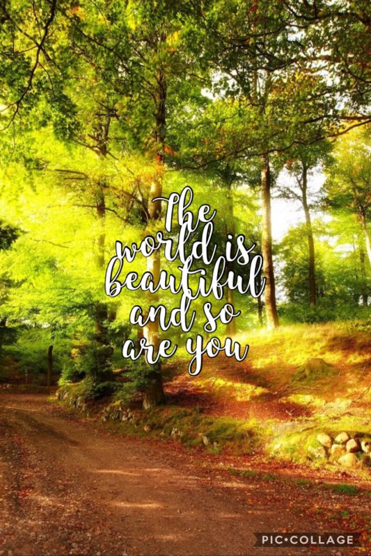 Красивые леса