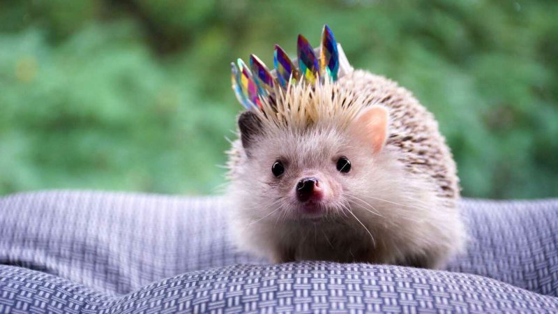 Are Hedgehogs good Pets