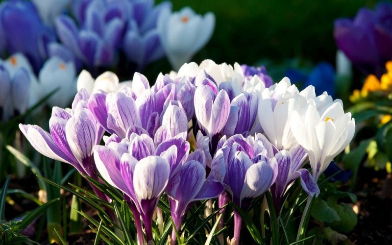 Альпийский Крокус