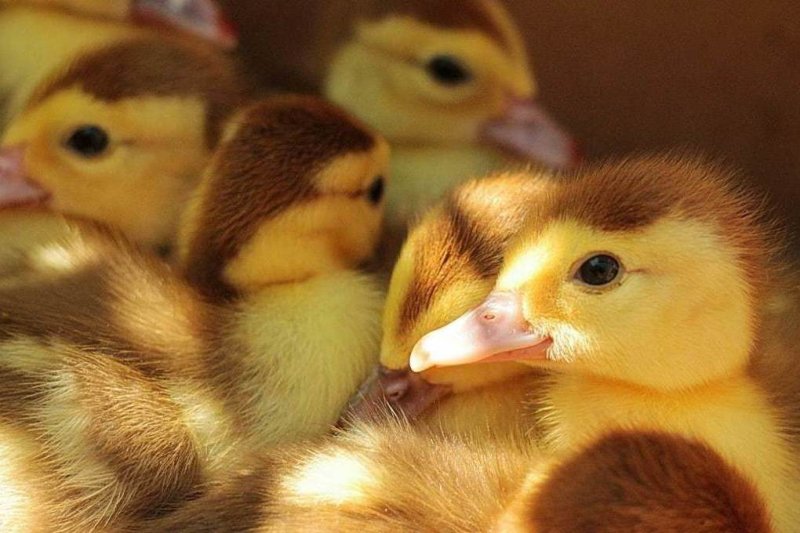 Утята муларды