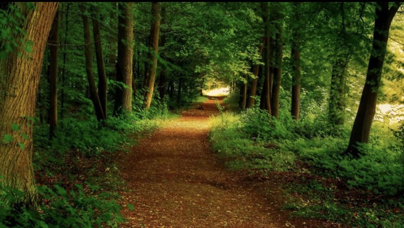 Лесные тропы Шварцвальд