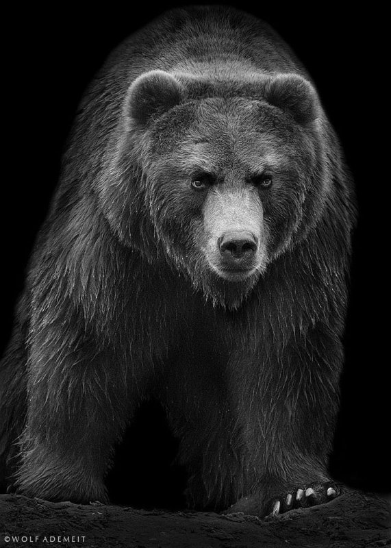 Медведь Гризли злой