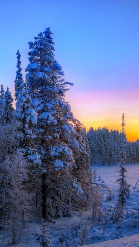 Зимний пейзаж вертикальный