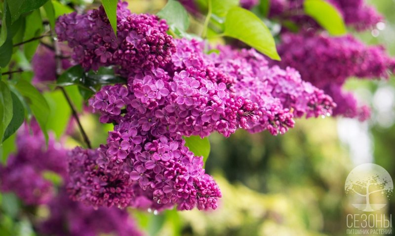 Сирень Вольфа