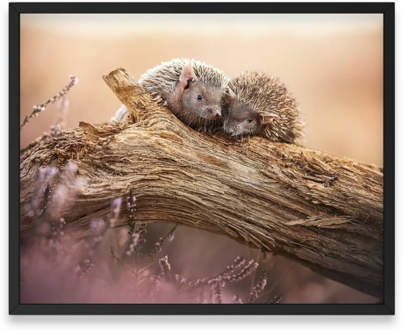 Ежик на рабочий стол