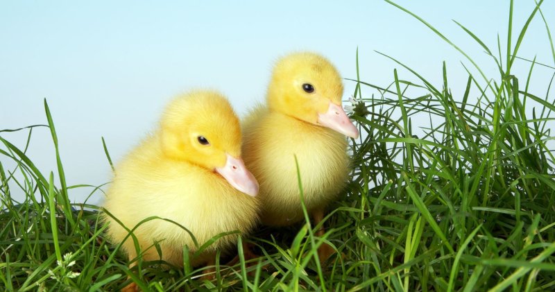 Милые утки