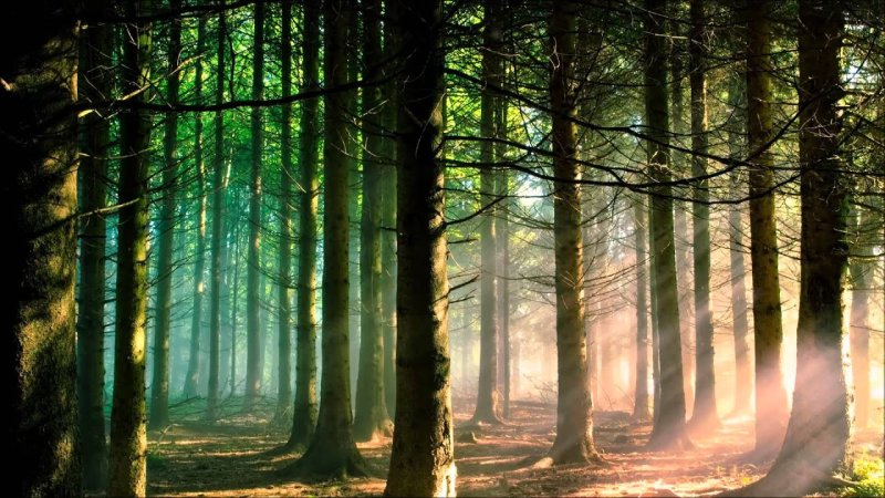 Красивый лес