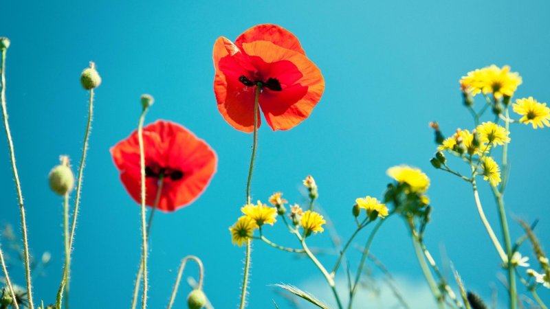 Летние цветы маки