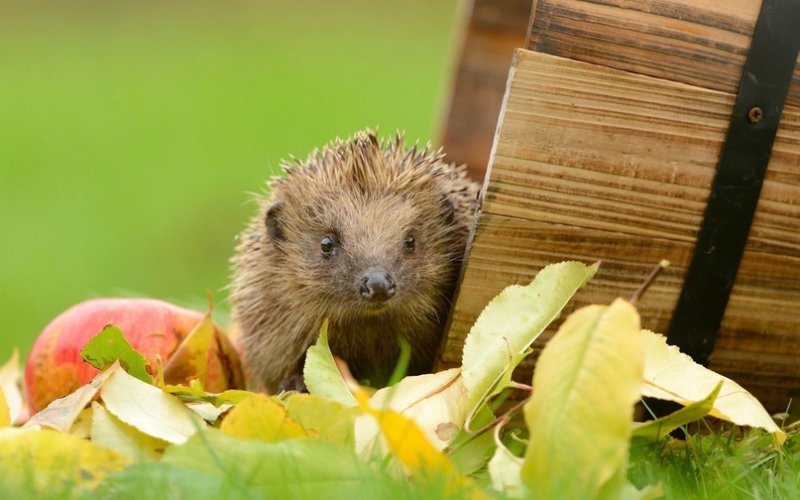 Картинки на рабочий стол Ежик