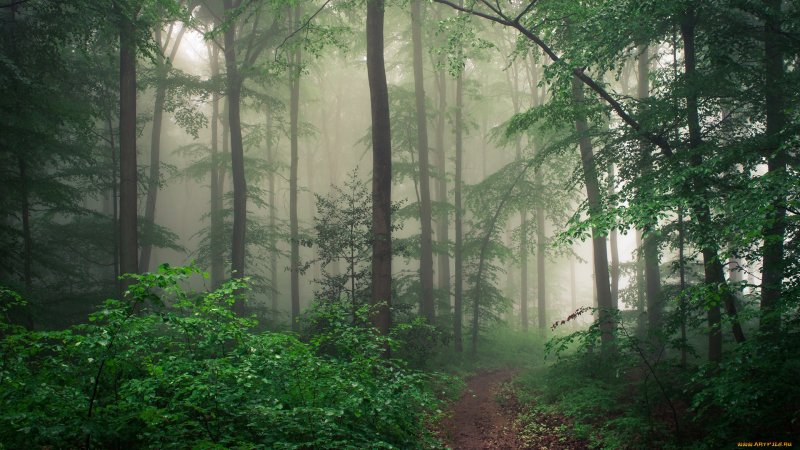 Туманный еловый лес