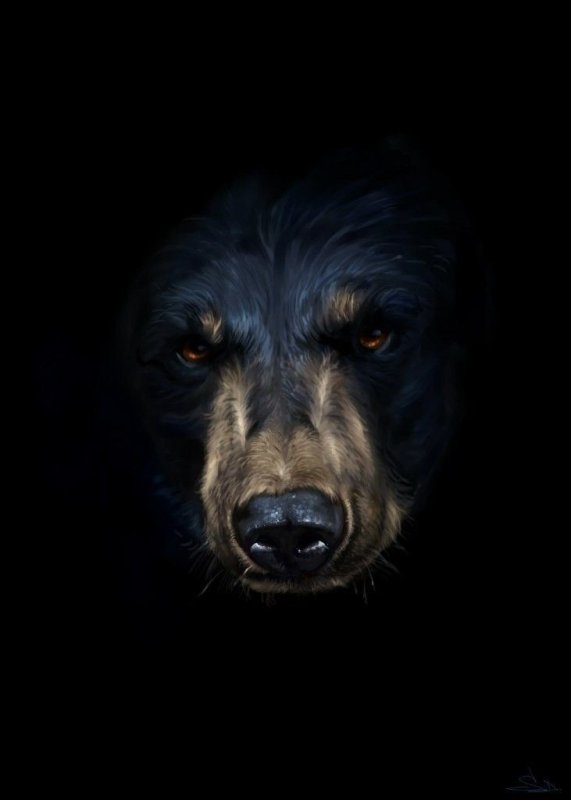 Медведь на черном фоне