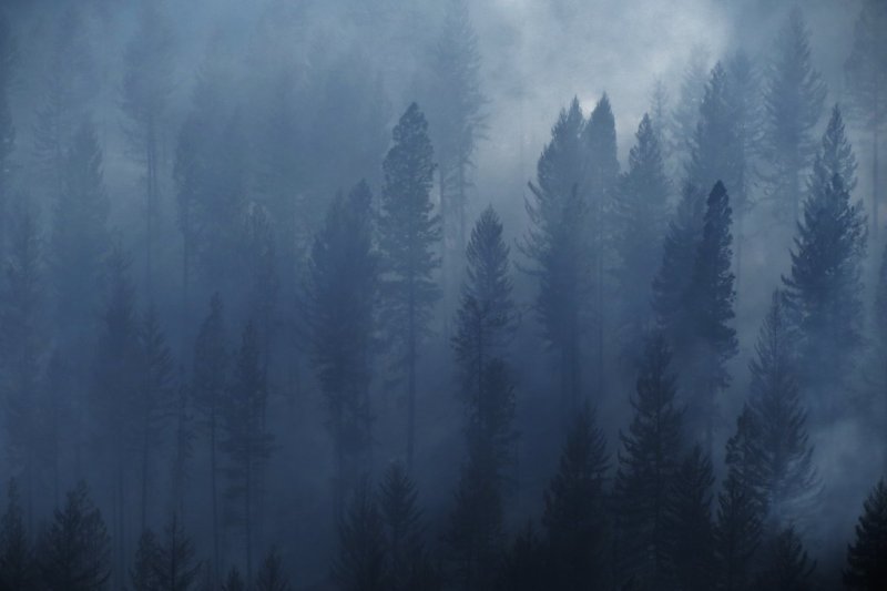 Лес в тумане