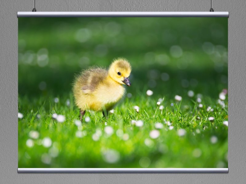 Цыпленок в траве