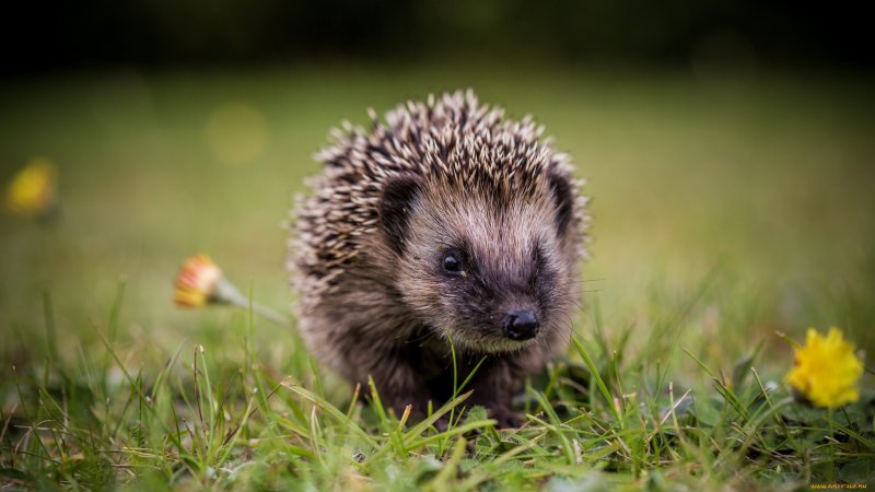 Амурский еж