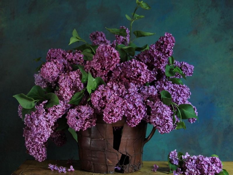 Сирень vecherniy zvon