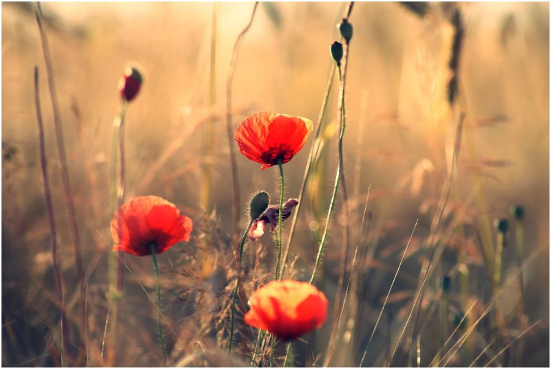 Полевые цветы маки