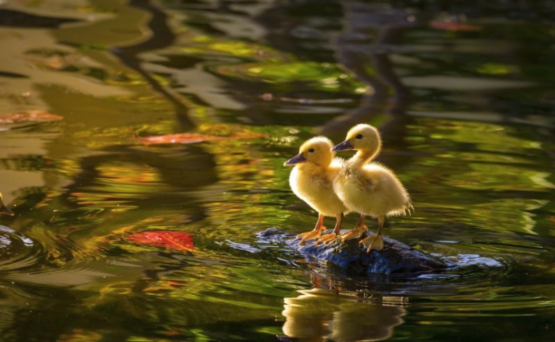 Утка с утятами на пруду