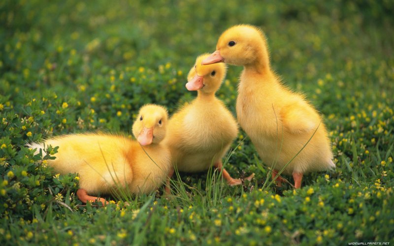 Гусята Линда