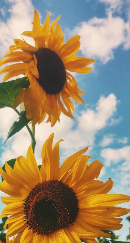 Яркие Подсолнухи