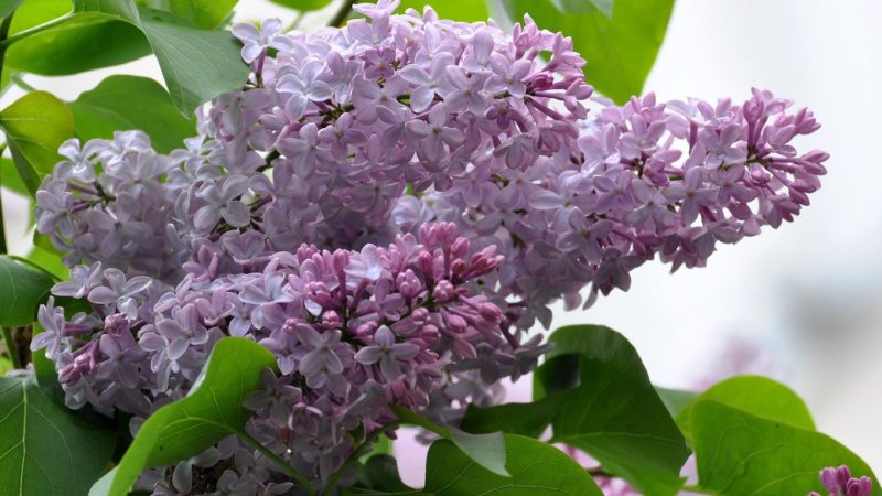 Сирень Галина Уланова