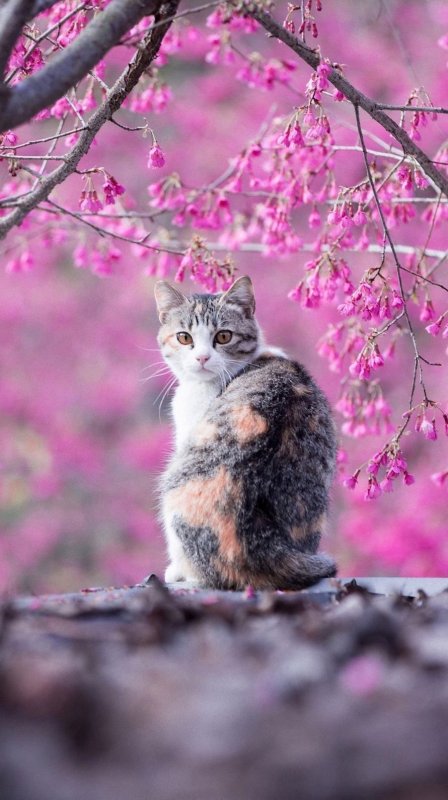 Весенняя кошка