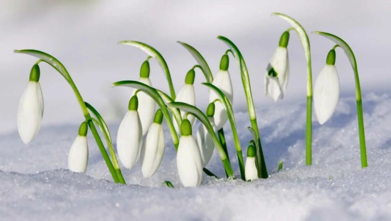 Природа весной