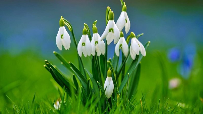 Весна подснежники
