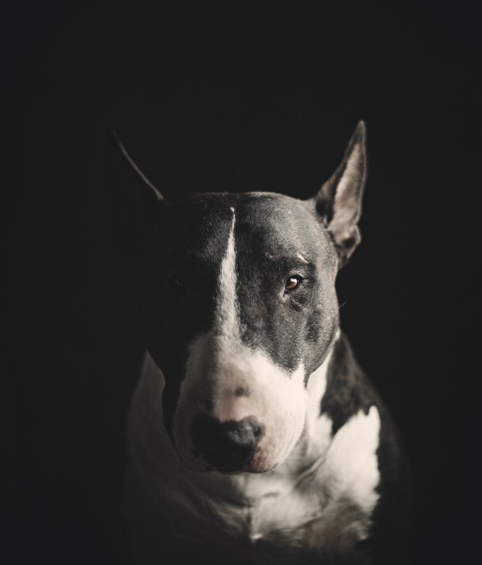 Бультерьер 4к