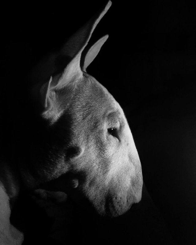 Бультерьер обои