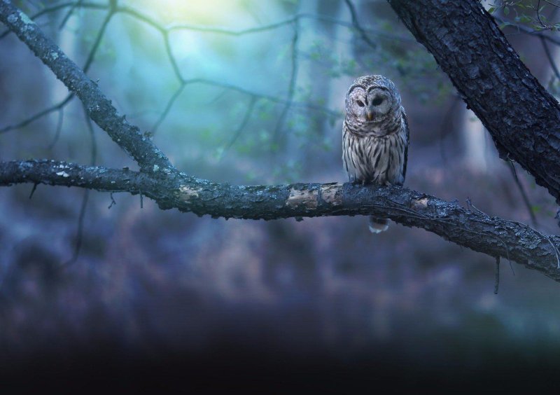 Бородатая неясыть птенец