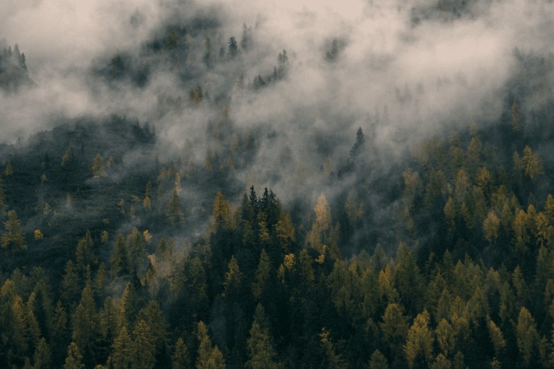 Лес в тумане