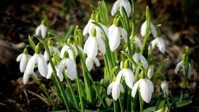 Пролеска Лесная белая