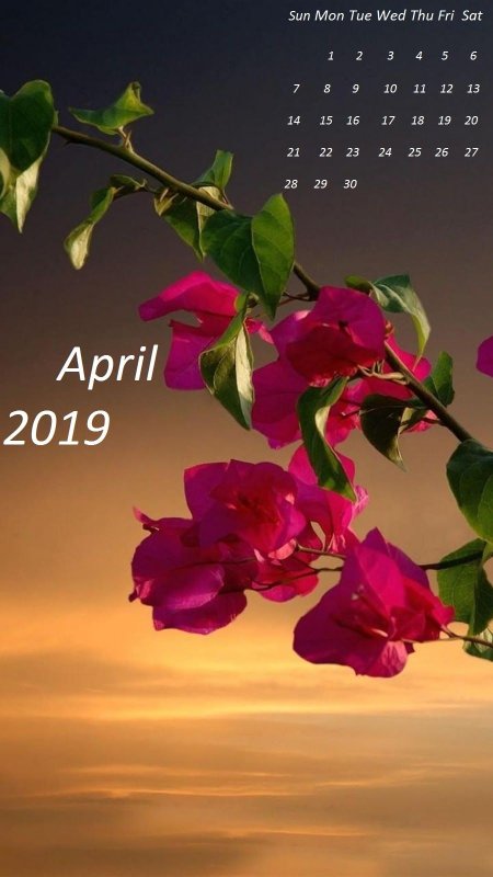 Красивые яркие цветы