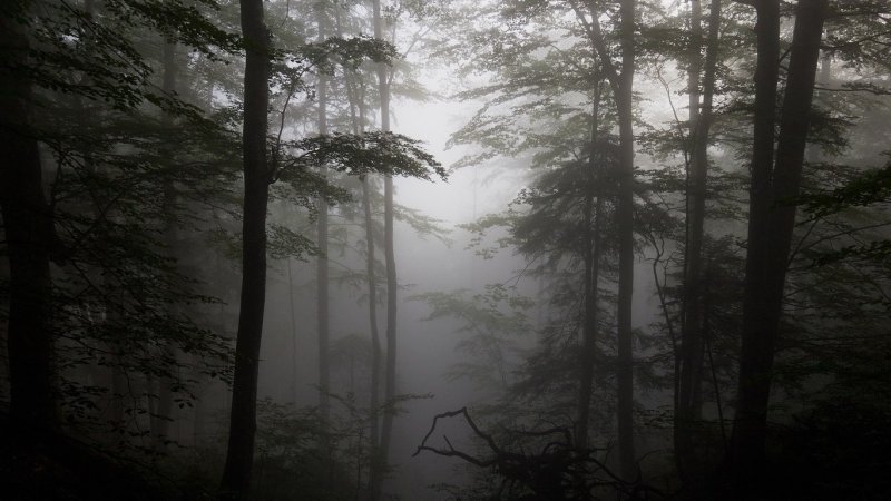 Туманный лес Таганай