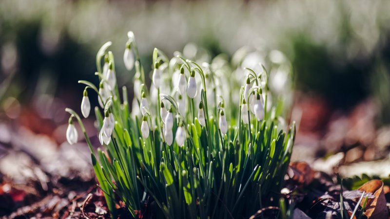 Красивые подснежники