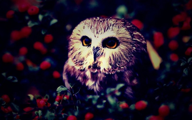 Красивая Сова