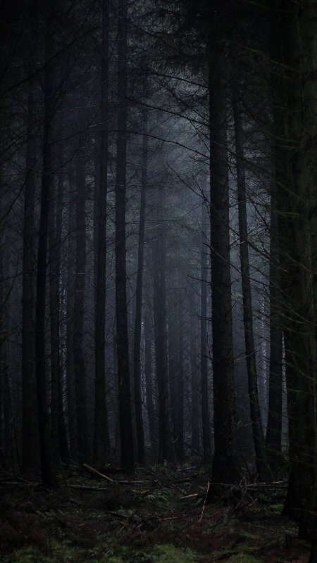Страшный лес