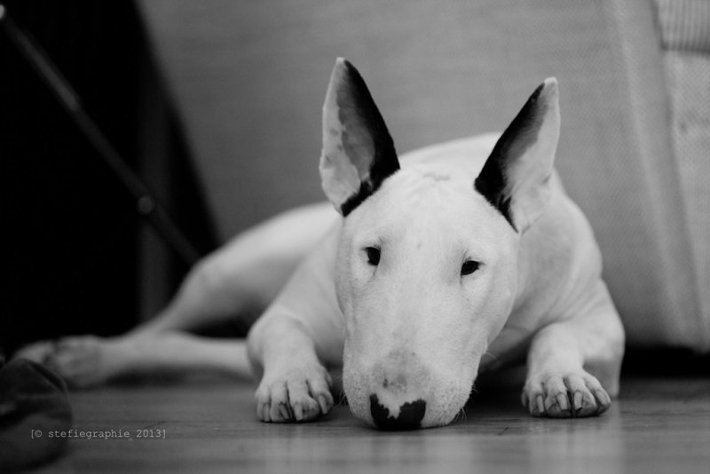 Старотипный бультерьер