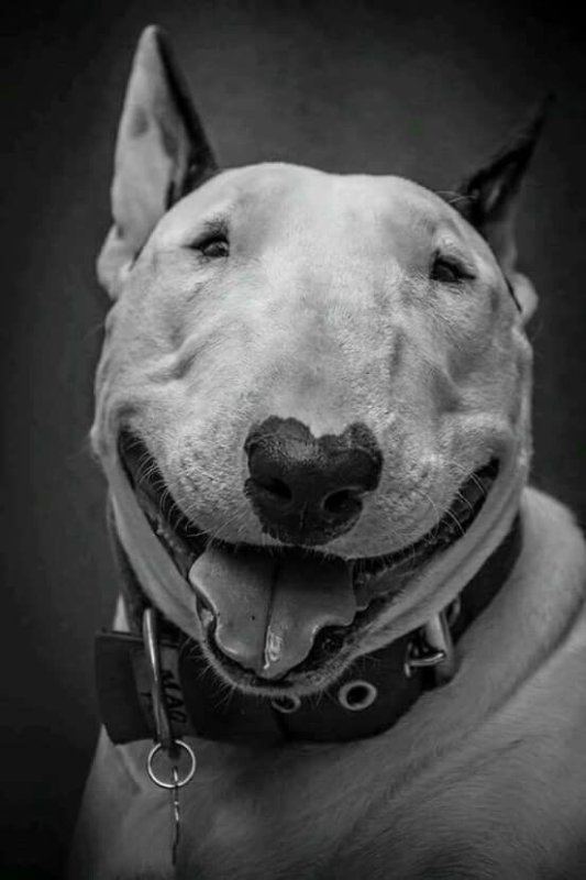 "собака бультерьер"