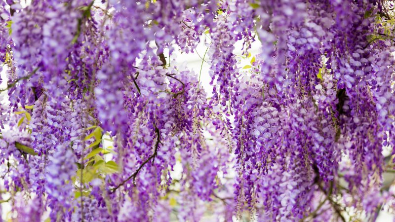 Глициния 4к