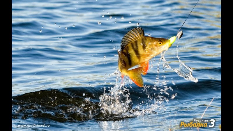 На что клюет рыба