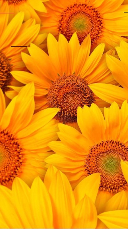 Фон Подсолнухи