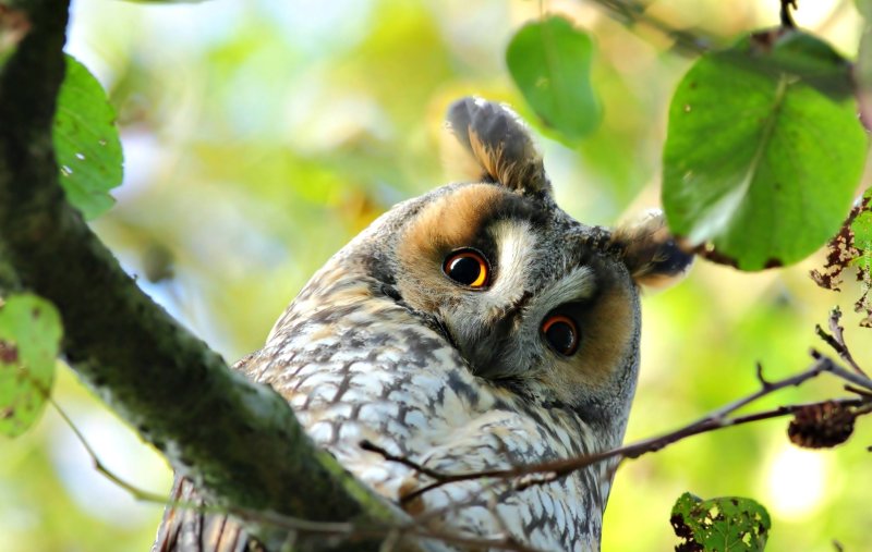 Совообразные ушастая Сова