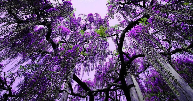 Фиалковое дерево жакаранда