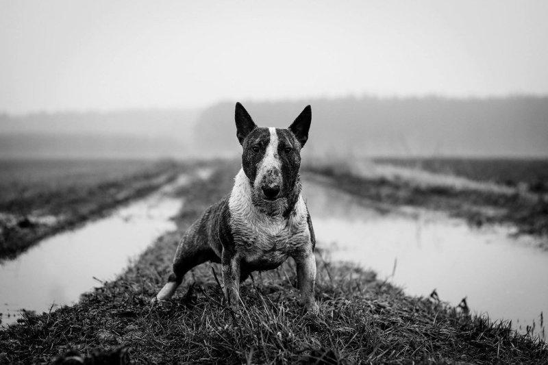 Бультерьер черный