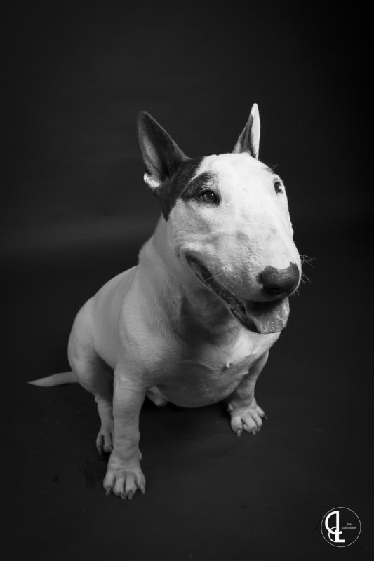 "бультерьер"